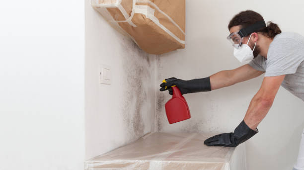 Professional Attic Mold Remediation technician working in Bellevue, PA
