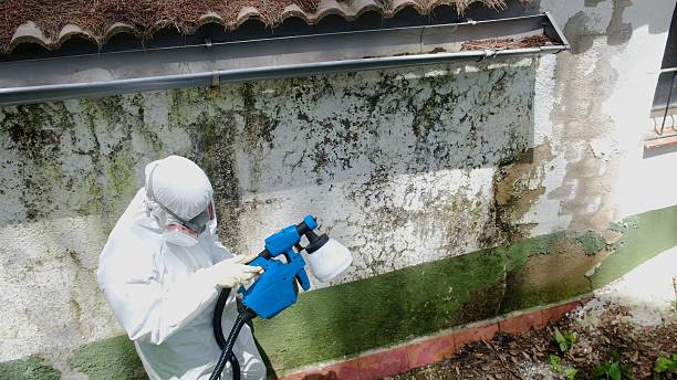 Top rated local Attic Mold Remediation specialists in Bellevue, PA